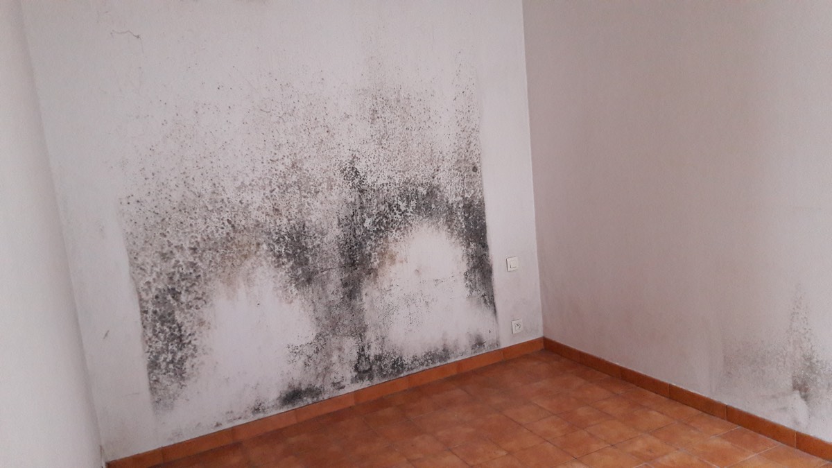 Moisissures - Expertise humidité à Annecy